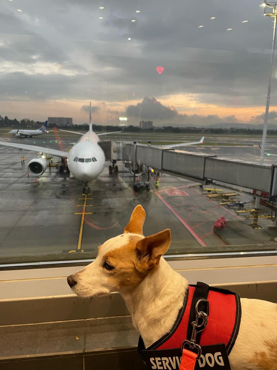 Pet pronto para embarcar
