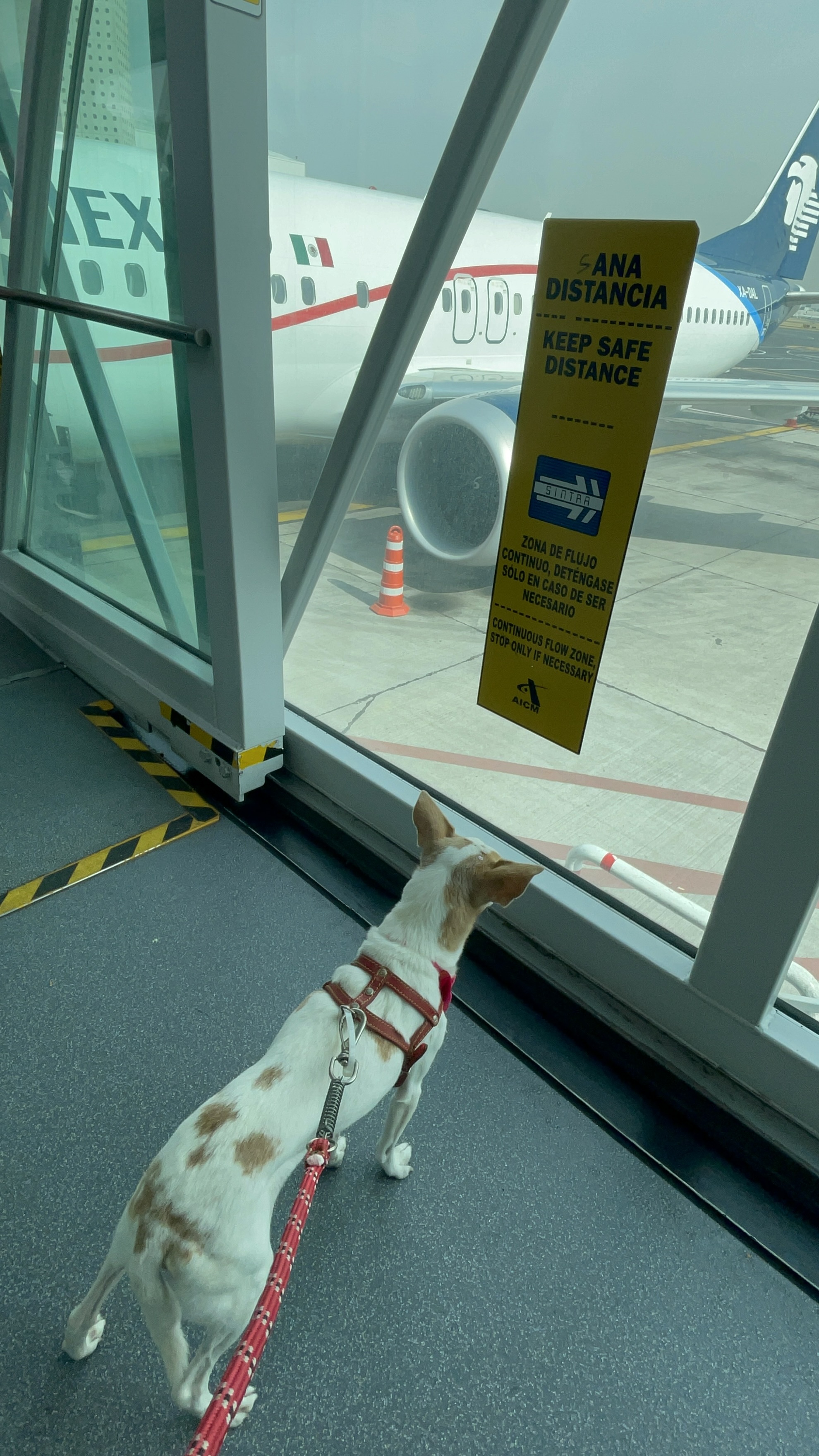 Cão de serviço no aeroporto