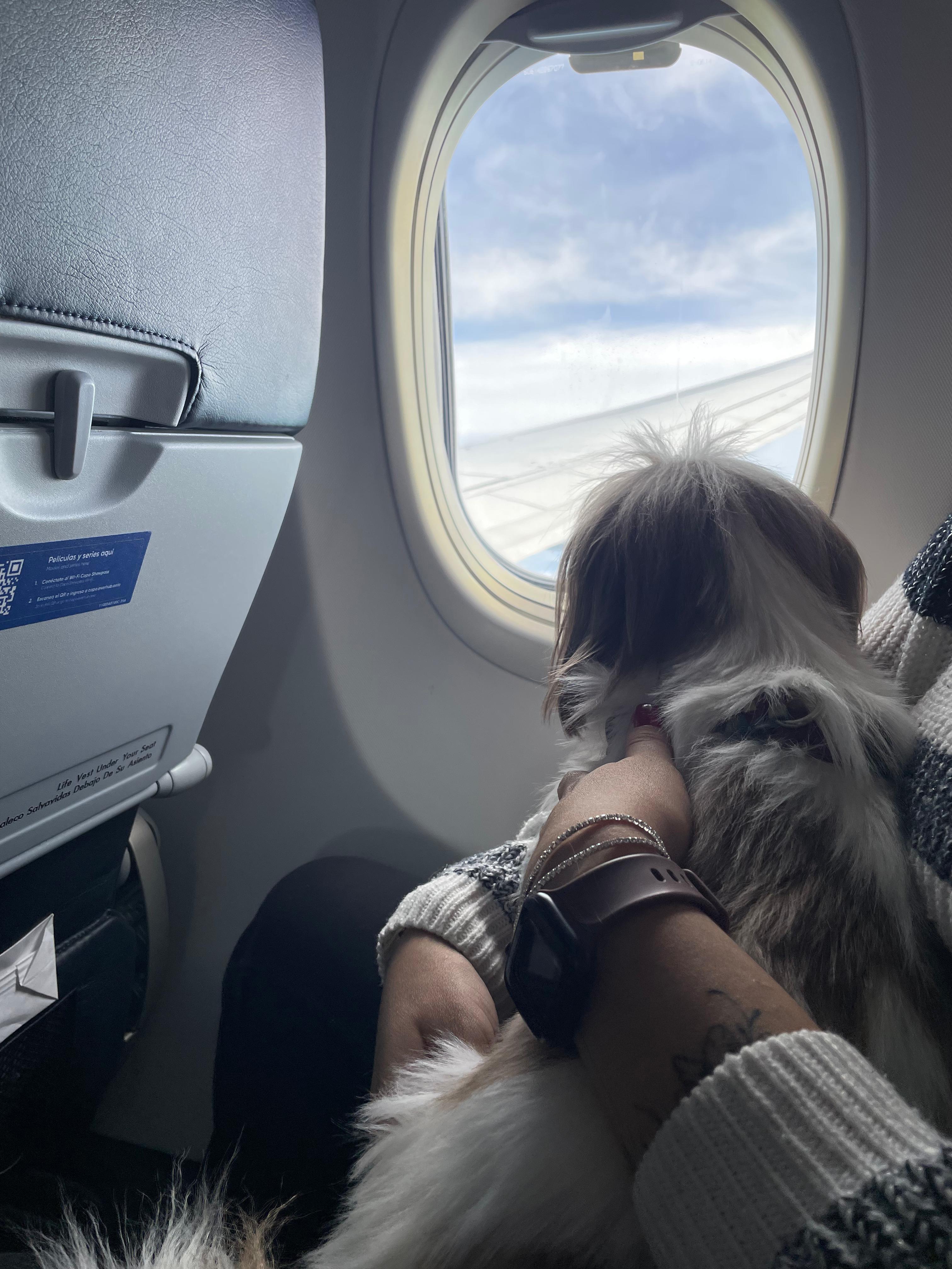 Pet viajando na cabine