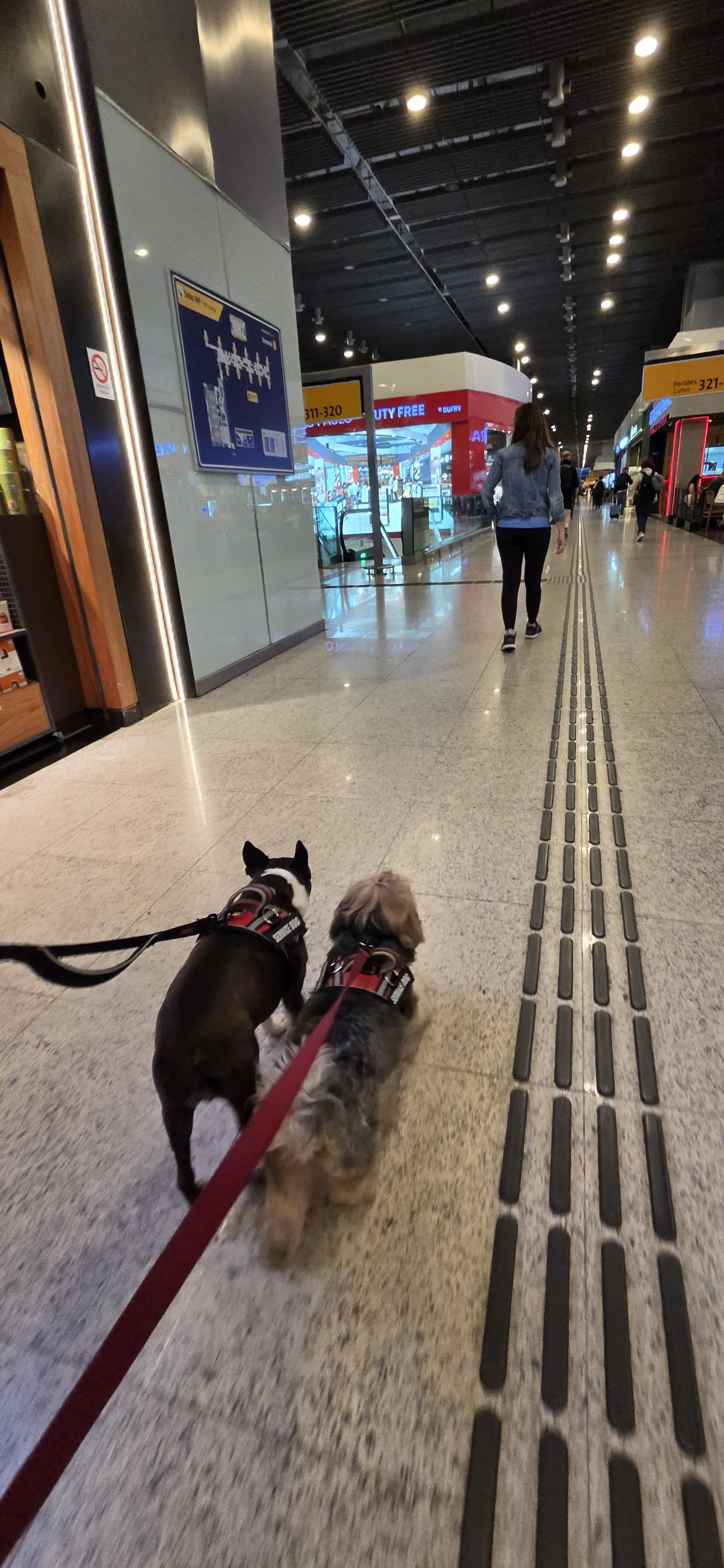 Pet em transporte seguro